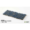 Bluebeard Flowers